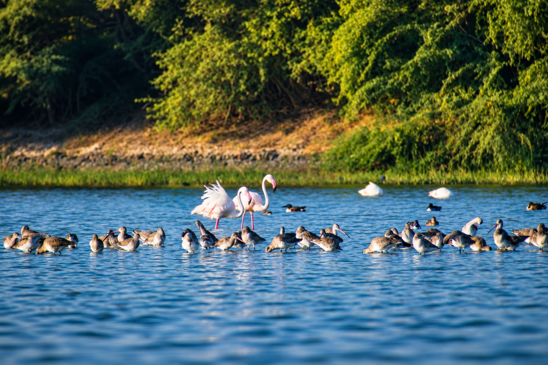 Thol Lake Ahmedabad