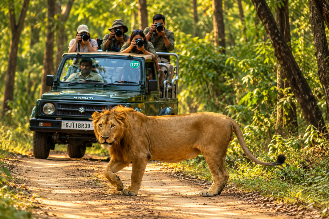 Gujarat wildlife sanctuaries reopen